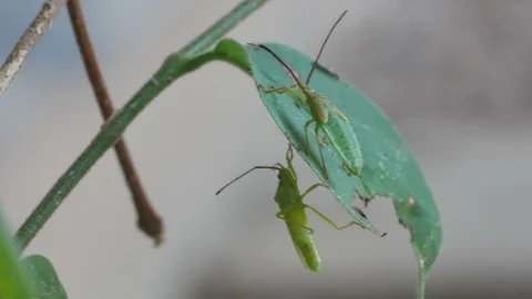 Bug resting on the leaf Stock Footage 89042576