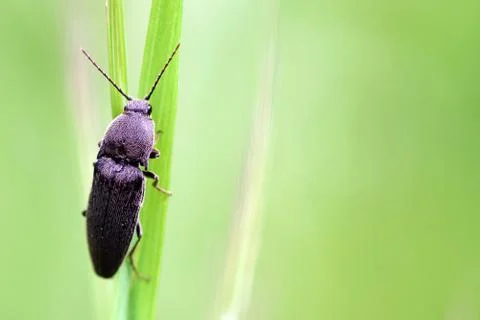 Bug resting on a leaf Stock Photos