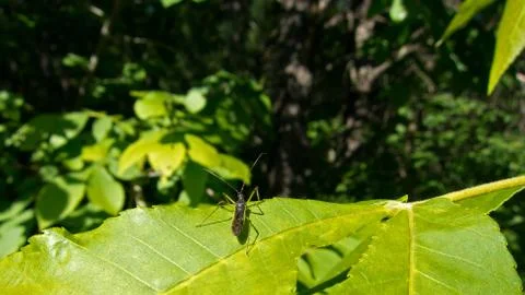 Bug resting on a leaf in state park. Stock Photos