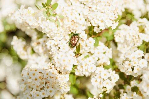 Bug Resting on White Flower Stock Photos
