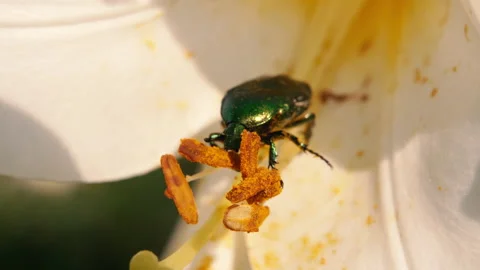Bug. A rhinoceros beetle crawls over a flower. Close-up. Video stock 164181722
