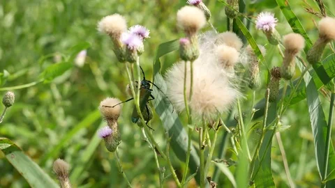 The bug rises up. 스톡 동영상 117048963