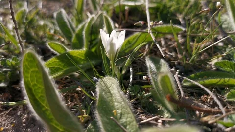 The bug rises on the stem of the plant Stock Footage 129879299