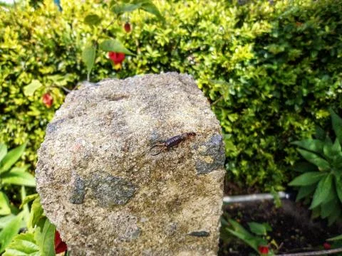 Bug on a Rock 스톡 사진