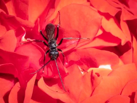 Bug in rose petals Stock Photos