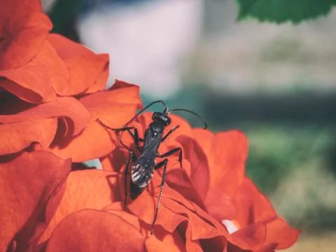 Bug in rose petals Stock Photos