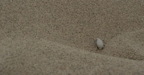Bug on sand dune in desert Stock Footage 107615272