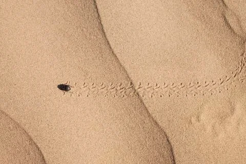 Bug on sand 스톡 사진