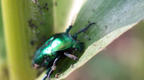 Bug, scarab on green leaf, Cetonia aurata, beetle, pests, macro Stock Footage 52607213