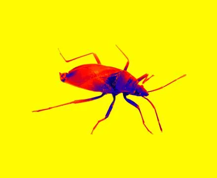 Bug in scientific high-tech thermal imager Stock Illustration