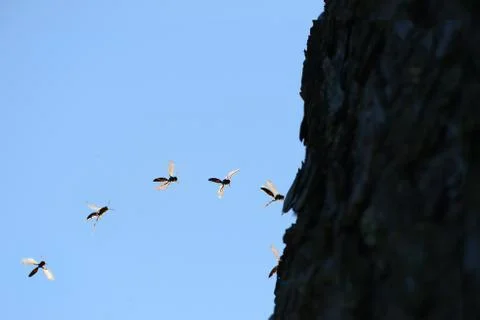 Bug series Stock Photos