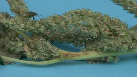 The bug shield goes through the plant. Video stock 256824863