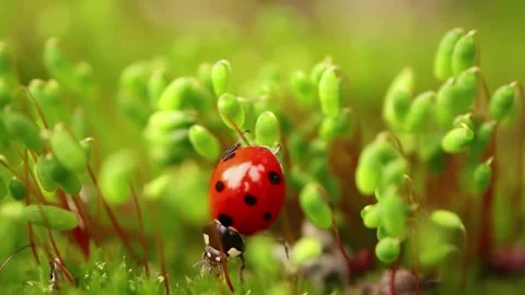 Bug Short Adventure 库存影片 205539678