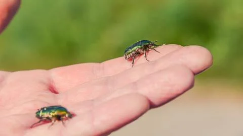Bug sits on the hand Stock Photos