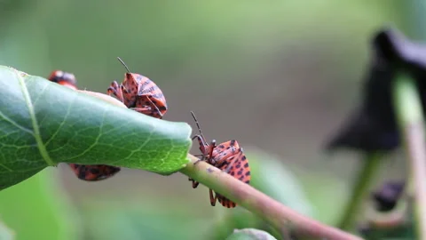 Bug sits on a tree branch macro photography Stock Footage 139388536