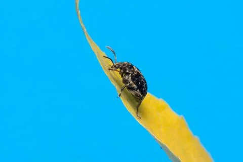 The bug sits on a yellow leaf Stock Photos