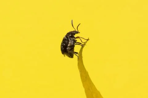 The bug sits on a yellow leaf Stock Photos