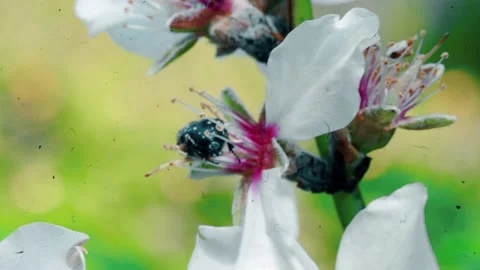Bug Sitting On An Almond Flower Video stock 234111972