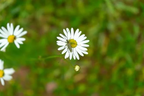 Bug is sitting on daisy flower. An insect beetle sits on a chamomile flower. Stock Photos