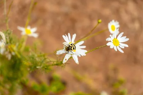 A bug is sitting on a daisy flower Stock Photos