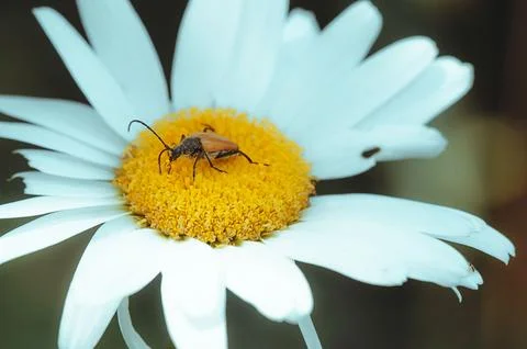 A bug sitting on a flower by itself in the sun Foto stock