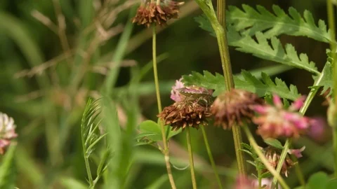 Bug sitting on Flower Macro shot Stock Footage 93930772