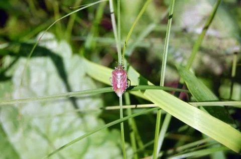 Bug is sitting in the grass Stock Photos