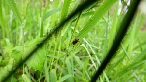 Bug sitting in grass in a riverside forest in austria Stock Footage 129589117