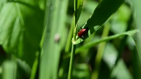 Bug sitting in grass in a riverside forest in austria 库存影片 129589180