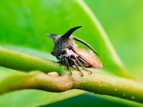 A bug is sitting on a leaf. The bug is brown and has a long antennae Stock Photos