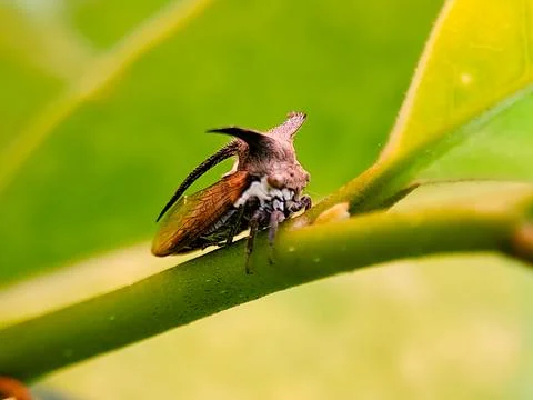 A bug is sitting on a leaf. The bug is brown and has a long antennae Stock Photos