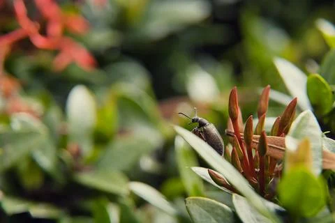 A bug is sitting on a leaf in a garden Stock Photos