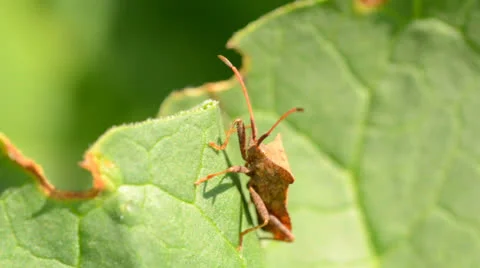 Bug sitting on the leaf of grass Vídeos de archivo 23711829