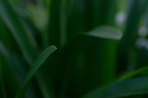 A bug is sitting on a leaf of green grass Stock Photos