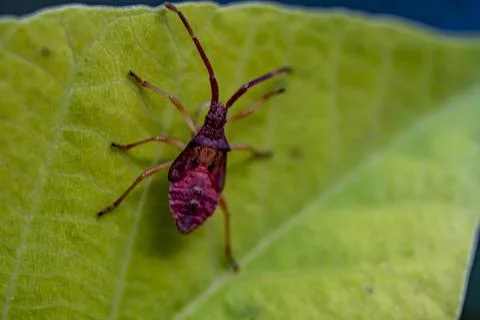 A bug is sitting on a leaf Stock-Fotos