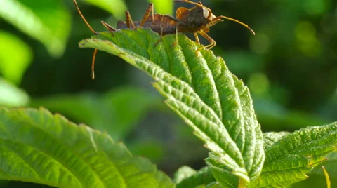 Bug sitting on raspberry leave 스톡 동영상 64268553