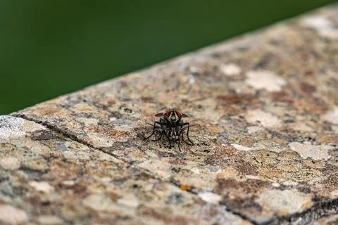 A bug is sitting on a rock Stock Photos