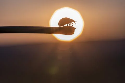 A bug is sitting on a stick in front of a sun 스톡 사진