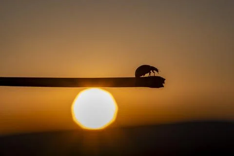 A bug is sitting on a stick in front of a sun Stock-Fotos