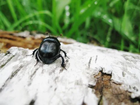Bug sitting on the tumbled down birch Stock Photos