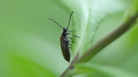 Bug skedaddle 動画素材 278260886