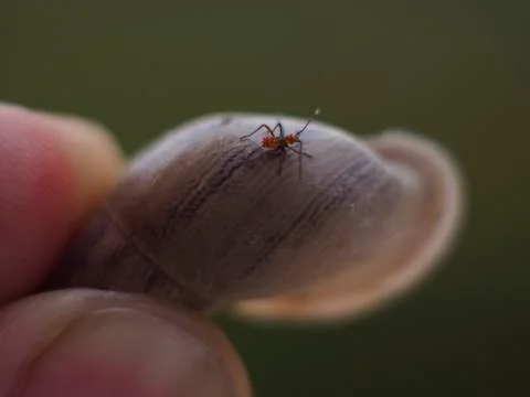 Bug on a Snail Shell Stock Photos