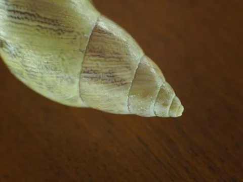 Bug on a Snail Shell Stock Photos