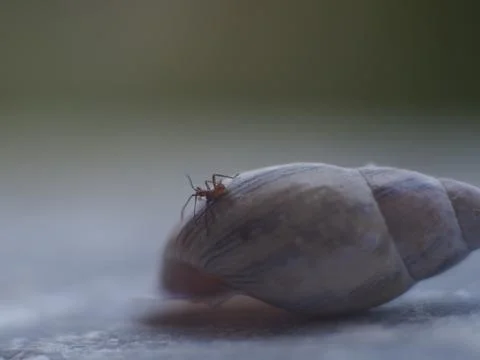 Bug on a Snail Shell Stock Photos