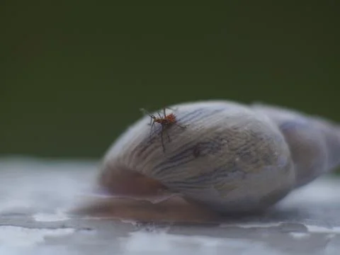 Bug on a Snail Shell Stock Photos