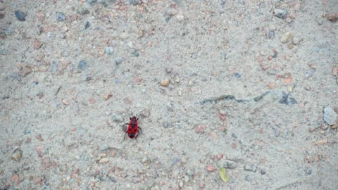 Bug soldier Stock Footage 95012294