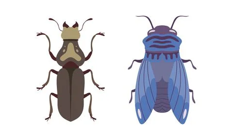 Bug Species Set, Top View of Cricket and Fly Insects Cartoon Vector Illustration Stock Illustration
