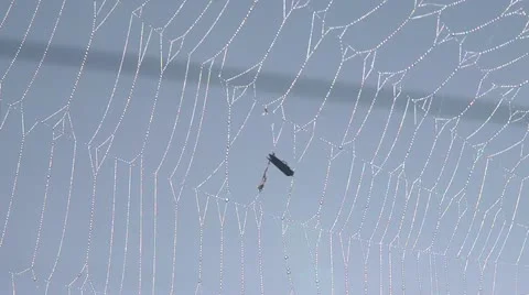 Bug in a spider web Video stock 11857517