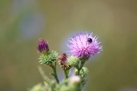 Bug on spiny plumeless thistle in bloom closeup view with blurry background Stock Photos