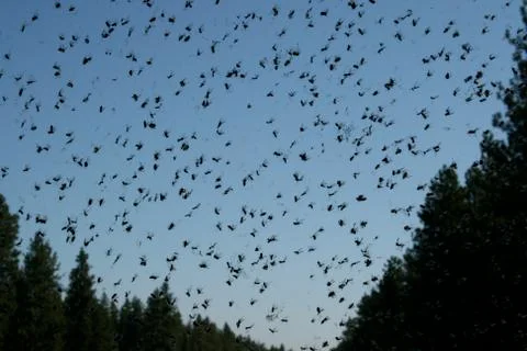 Bug Splatter on Windshield #1 Stock Photos